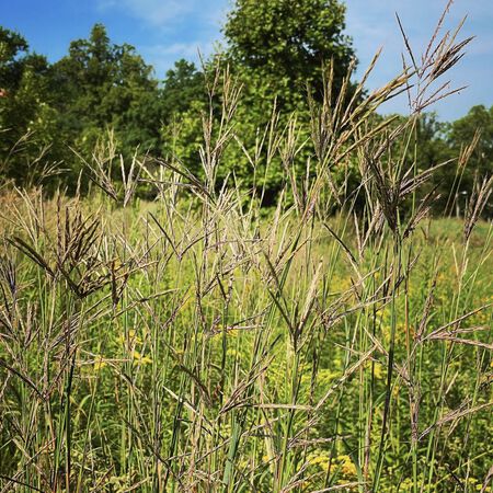 Big Bluestem, Ornamental Grass Seed - Packet image number null